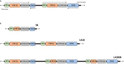 Genes and Pseudogenes: Complexity of the RCCX Locus and Disease